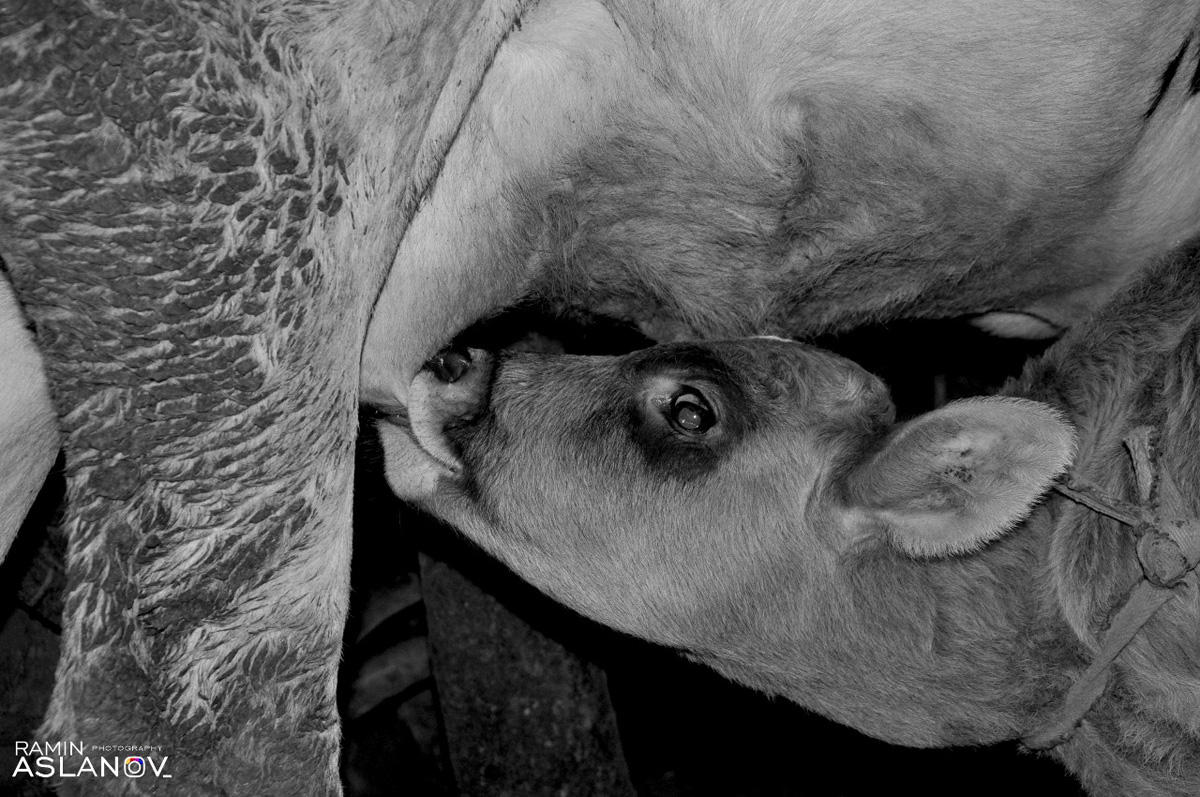 Невероятные кадры из Гедабекского района Азербайджана (ФОТО)