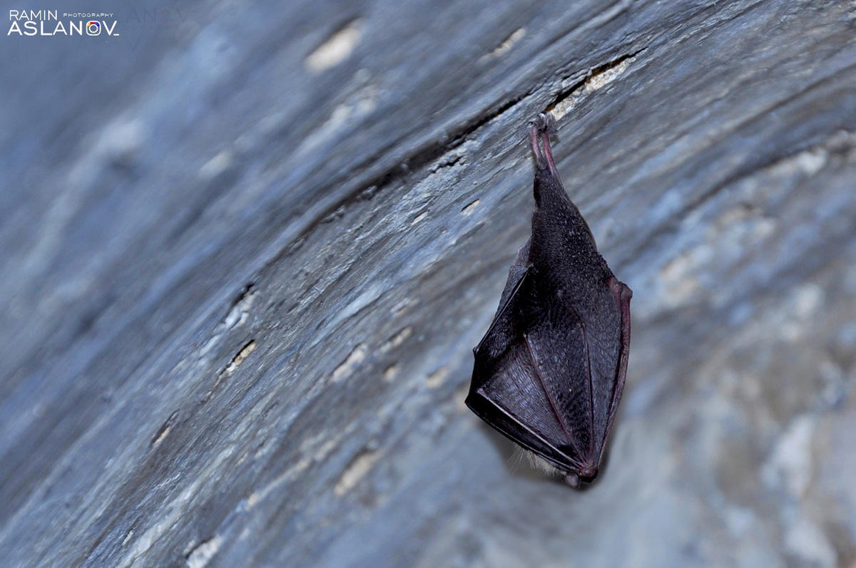 Невероятные кадры из Гедабекского района Азербайджана (ФОТО)
