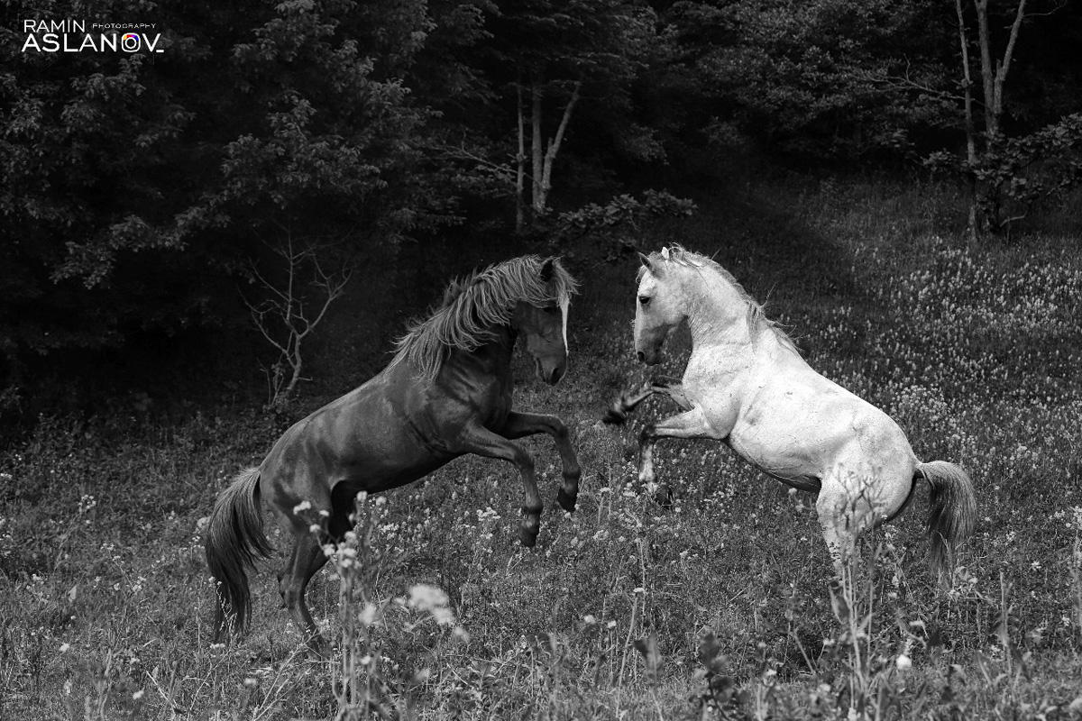 Невероятные кадры из Гедабекского района Азербайджана (ФОТО)