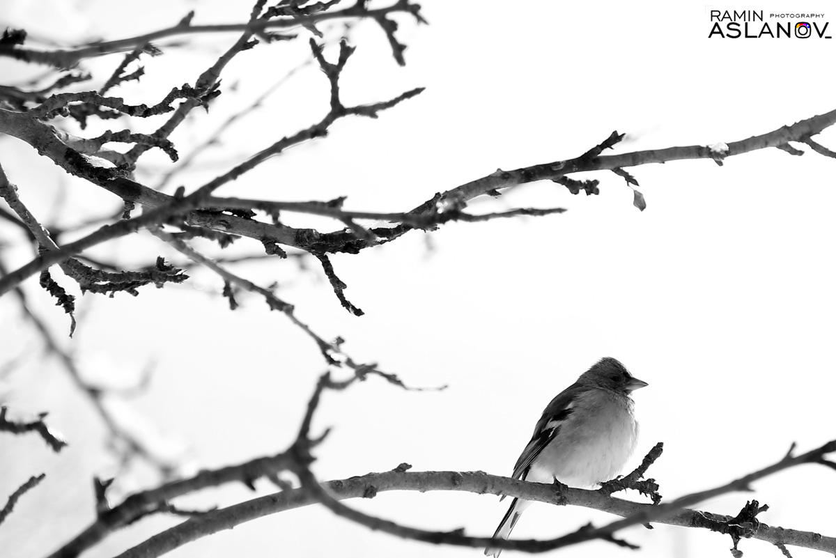 Невероятные кадры из Гедабекского района Азербайджана (ФОТО)