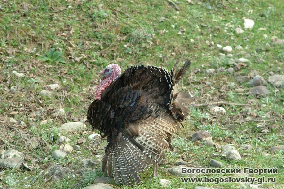 Будь счастливым на чистой Земле! Азербайджан глазами Георгия Богословского (ФОТО)