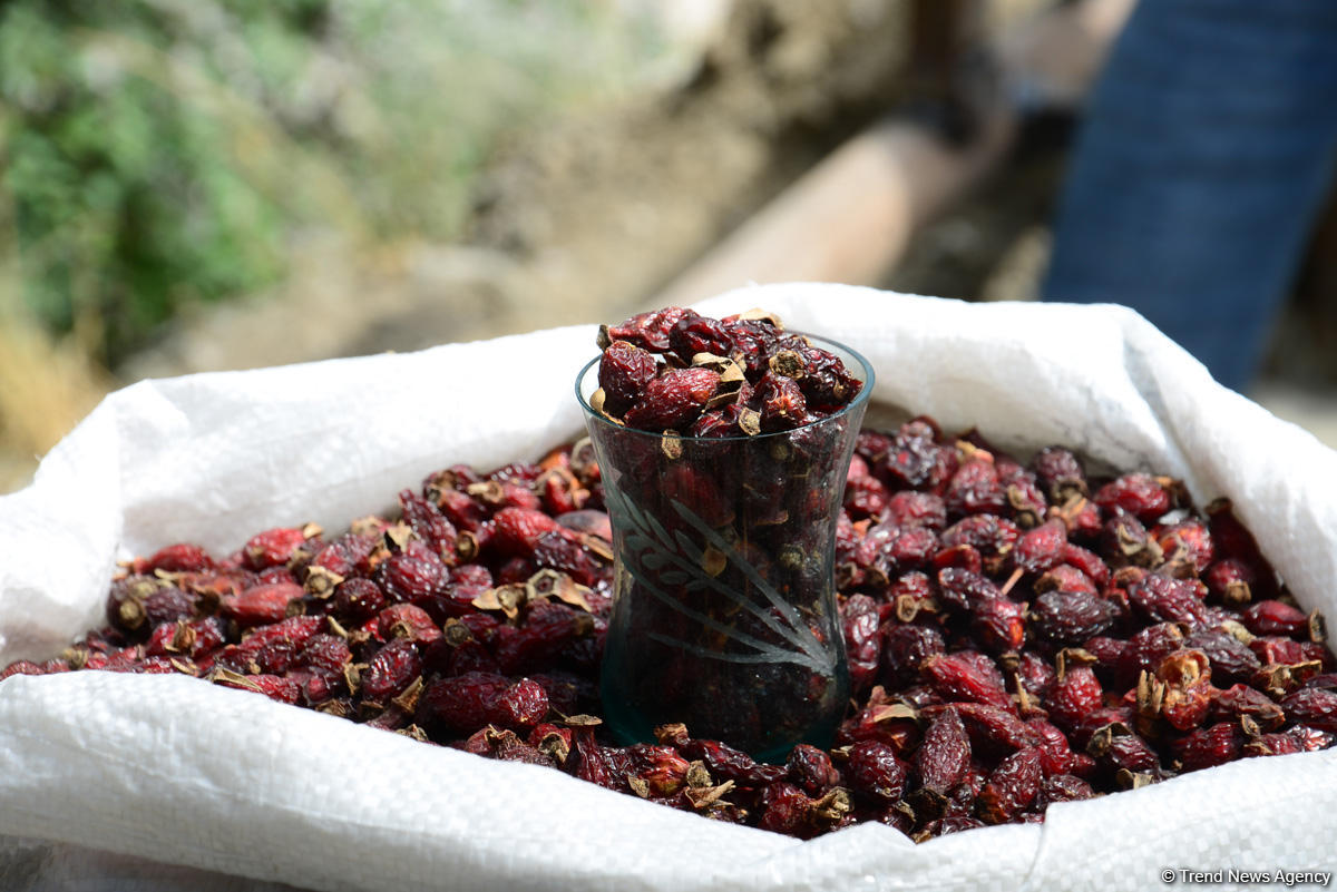 Путешествие в удивительный Лахыдж – от шапки Мономаха до Великого шелкового пути (ФОТО)