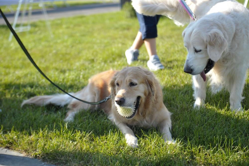 Вице-президент Фонда Гейдара Алиева Лейла Алиева приняла участие в мероприятии, посвященном Всемирному дню защиты животных (ФОТО)