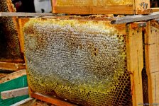 В Баку проходит очередная ярмарка меда (ФОТОРЕПОРТАЖ)