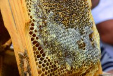 В Баку проходит очередная ярмарка меда (ФОТОРЕПОРТАЖ)