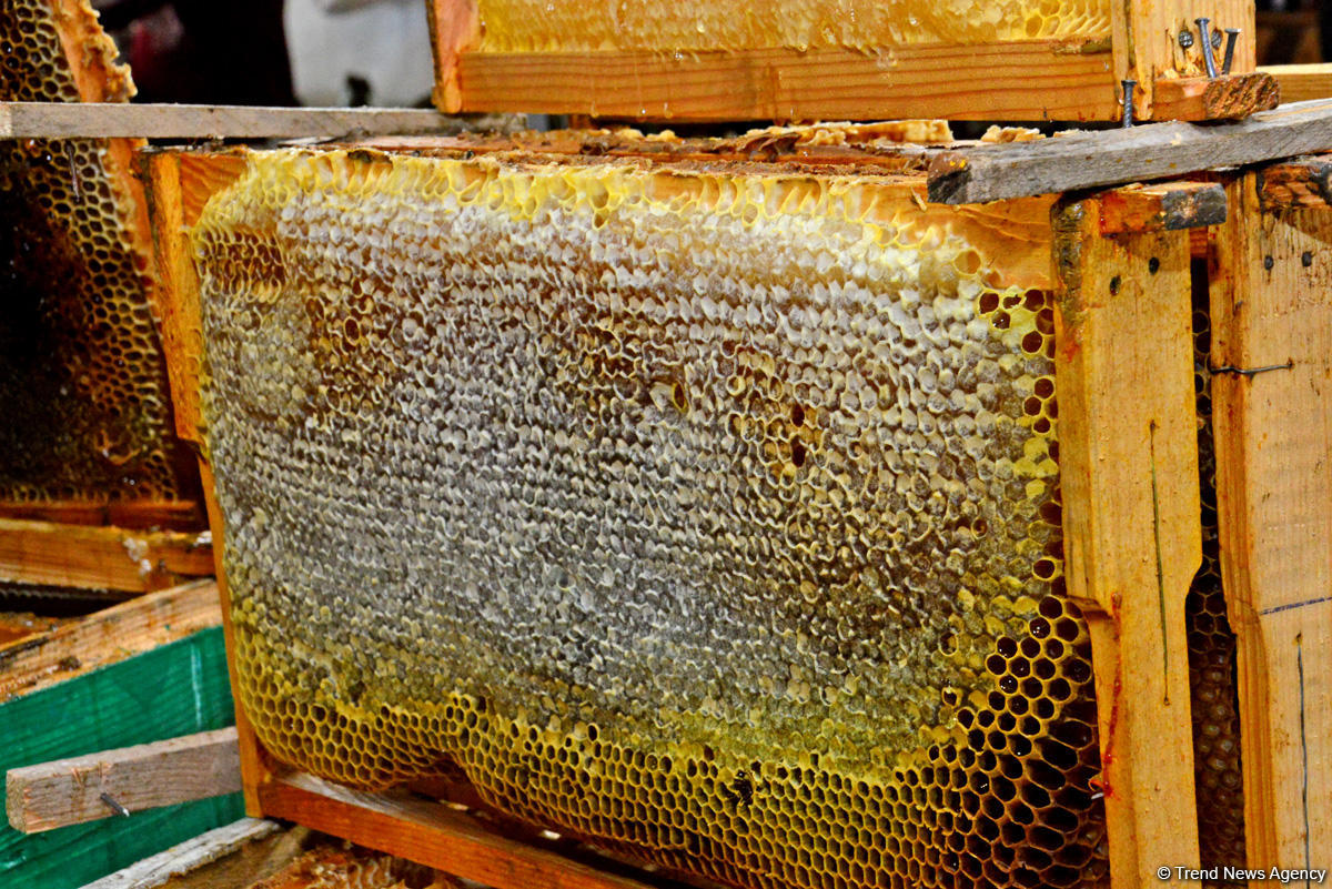 В Баку проходит очередная ярмарка меда (ФОТОРЕПОРТАЖ)