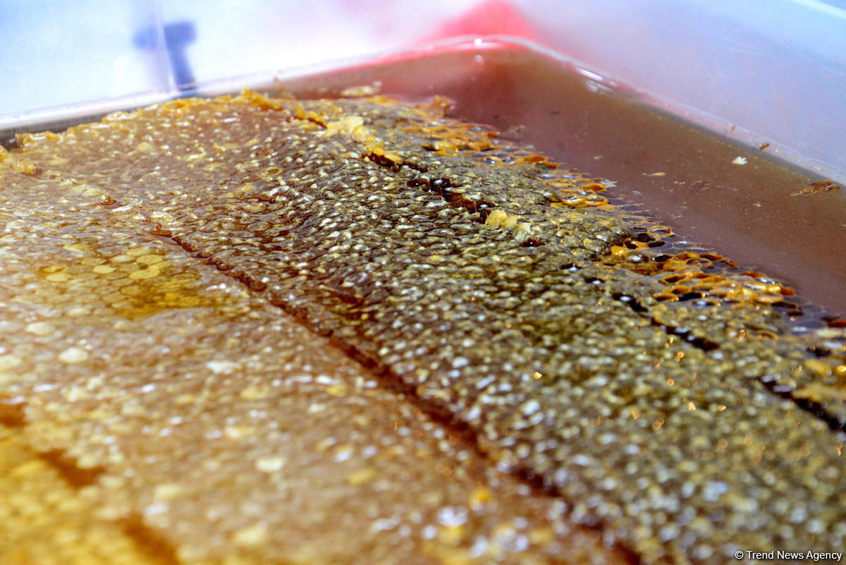 В Баку проходит очередная ярмарка меда (ФОТОРЕПОРТАЖ)