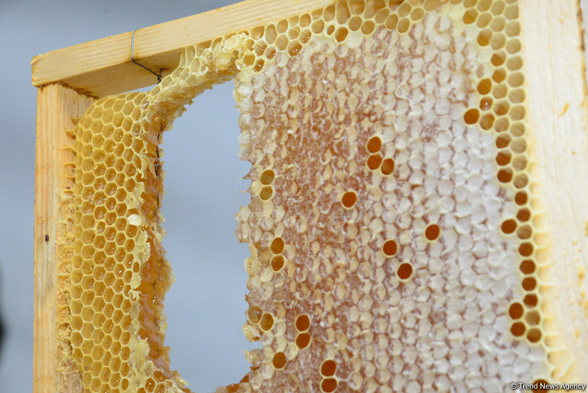 В Баку проходит очередная ярмарка меда (ФОТОРЕПОРТАЖ)