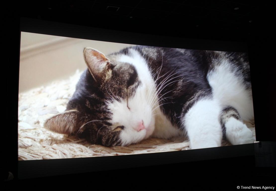 В Баку состоялось открытие IX Фестиваля Европейского кино (ФОТО)