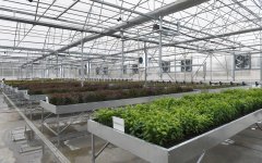 Президент Ильхам Алиев и Первая леди Мехрибан Алиева ознакомились с  питомником саженцев НИИ фруктоводства и чаеводства в Губе (ФОТО)