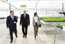 Президент Ильхам Алиев и Первая леди Мехрибан Алиева ознакомились с  питомником саженцев НИИ фруктоводства и чаеводства в Губе (ФОТО)
