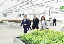 Президент Ильхам Алиев и Первая леди Мехрибан Алиева ознакомились с  питомником саженцев НИИ фруктоводства и чаеводства в Губе (ФОТО)