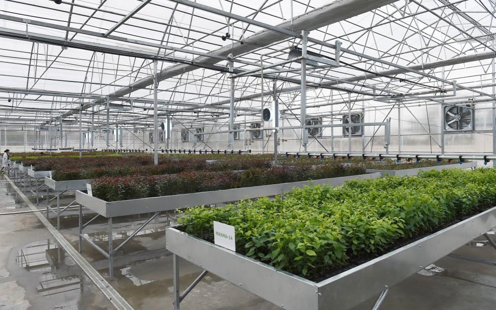 Президент Ильхам Алиев и Первая леди Мехрибан Алиева ознакомились с  питомником саженцев НИИ фруктоводства и чаеводства в Губе (ФОТО)