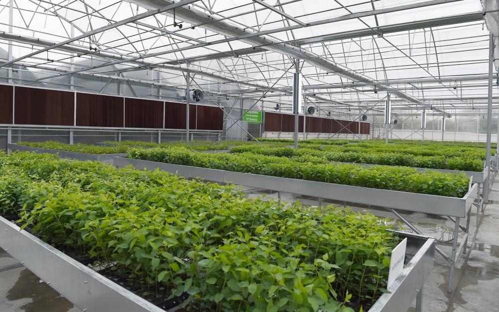 Президент Ильхам Алиев и Первая леди Мехрибан Алиева ознакомились с  питомником саженцев НИИ фруктоводства и чаеводства в Губе (ФОТО)