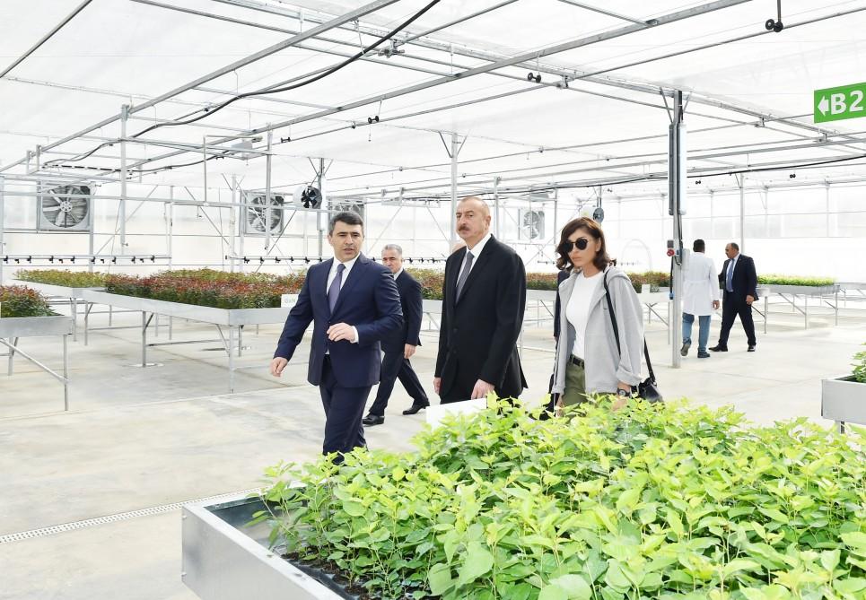 Президент Ильхам Алиев и Первая леди Мехрибан Алиева ознакомились с  питомником саженцев НИИ фруктоводства и чаеводства в Губе (ФОТО)