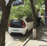 Сильный ветер повалил около 30 деревьев в Баку (ФОТО)