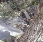 Сильный ветер повалил около 30 деревьев в Баку (ФОТО)