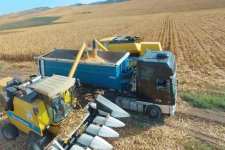 Президент Ильхам Алиев и Первая леди Мехрибан Алиева приняли участие в открытии Гахского агропарка (ФОТО)