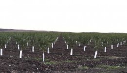 Президент Ильхам Алиев и Первая леди Мехрибан Алиева приняли участие в открытии Гахского агропарка (ФОТО)