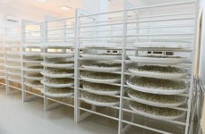 Президент Ильхам Алиев и Первая леди Мехрибан Алиева приняли участие в открытии реконструированной станции племенного шелководства в Гахе (ФОТО)