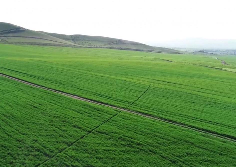 Президент Ильхам Алиев и Первая леди Мехрибан Алиева приняли участие в открытии Гахского агропарка (ФОТО)