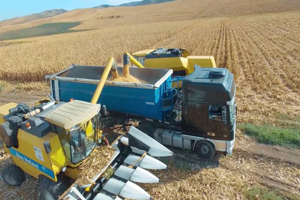 Президент Ильхам Алиев и Первая леди Мехрибан Алиева приняли участие в открытии Гахского агропарка (ФОТО)