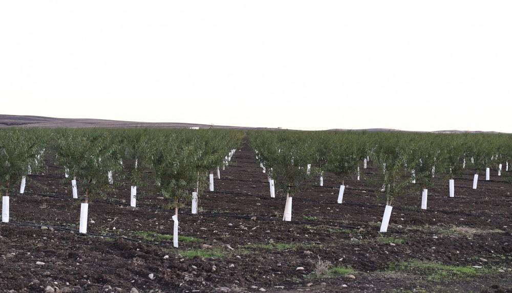 Президент Ильхам Алиев и Первая леди Мехрибан Алиева приняли участие в открытии Гахского агропарка (ФОТО)