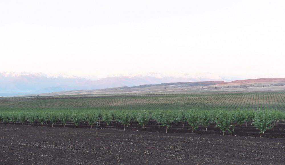 Президент Ильхам Алиев и Первая леди Мехрибан Алиева приняли участие в открытии Гахского агропарка (ФОТО)