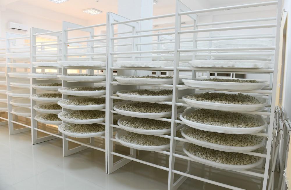 Президент Ильхам Алиев и Первая леди Мехрибан Алиева приняли участие в открытии реконструированной станции племенного шелководства в Гахе (ФОТО)