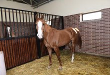 Президент Ильхам Алиев и Первая леди Мехрибан Алиева приняли участие в открытии Карабахского коневодческого комплекса (ФОТО)