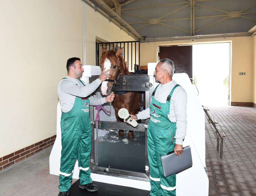 Президент Ильхам Алиев и Первая леди Мехрибан Алиева приняли участие в открытии Карабахского коневодческого комплекса (ФОТО)