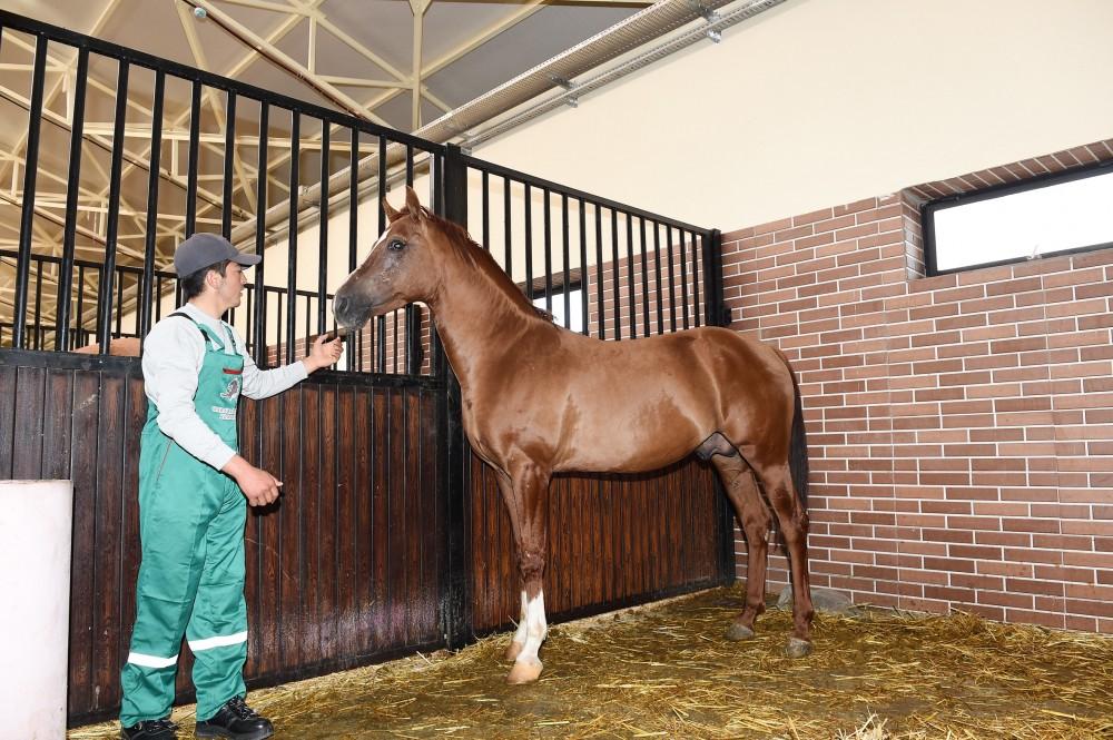 Президент Ильхам Алиев и Первая леди Мехрибан Алиева приняли участие в открытии Карабахского коневодческого комплекса (ФОТО)