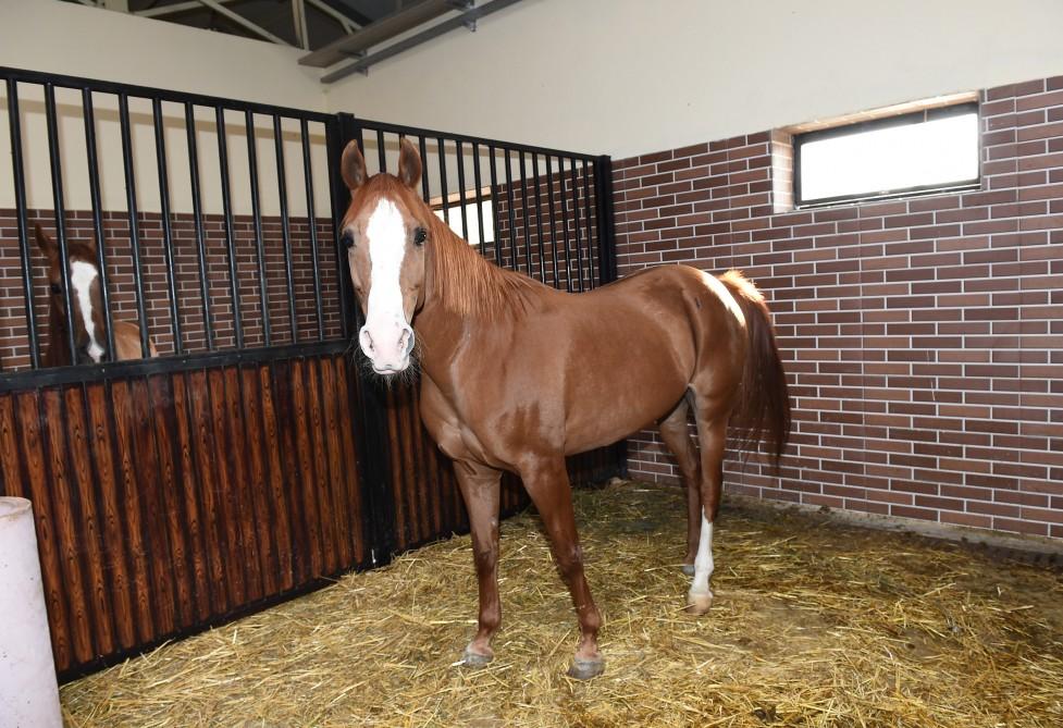 Президент Ильхам Алиев и Первая леди Мехрибан Алиева приняли участие в открытии Карабахского коневодческого комплекса (ФОТО)