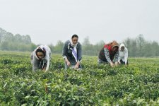 В Лянкяране проходит Фестиваль чая, чалтыка и цитрусовых (ФОТО)
