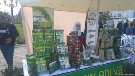 В Лянкяране проходит Фестиваль чая, чалтыка и цитрусовых (ФОТО)