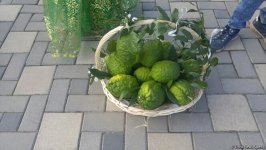 В Лянкяране проходит Фестиваль чая, чалтыка и цитрусовых (ФОТО)