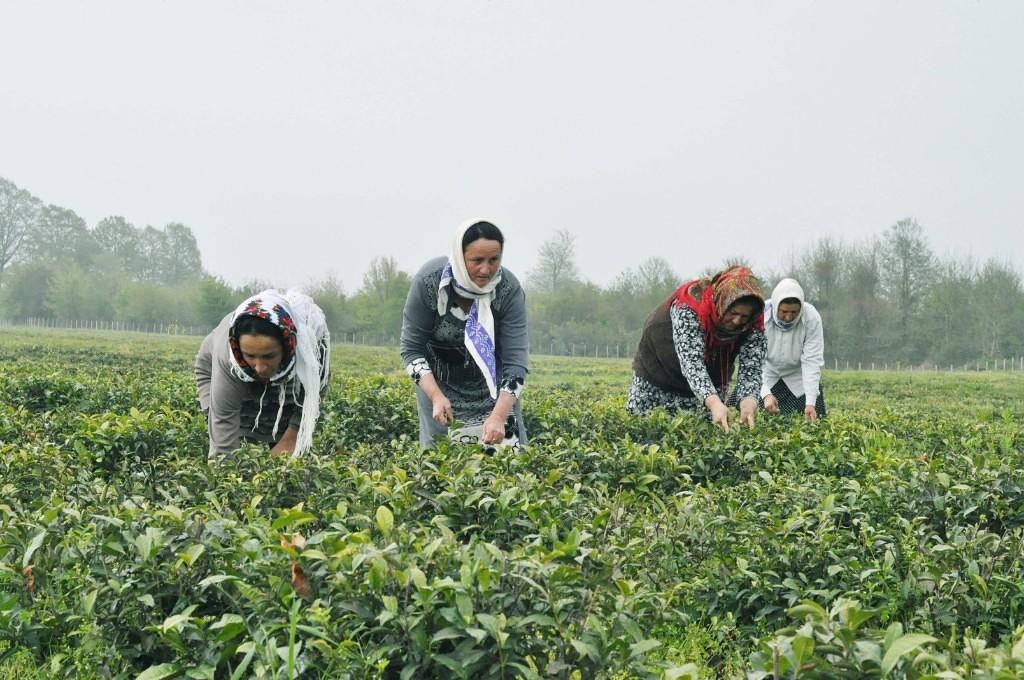 В Лянкяране проходит Фестиваль чая, чалтыка и цитрусовых (ФОТО)
