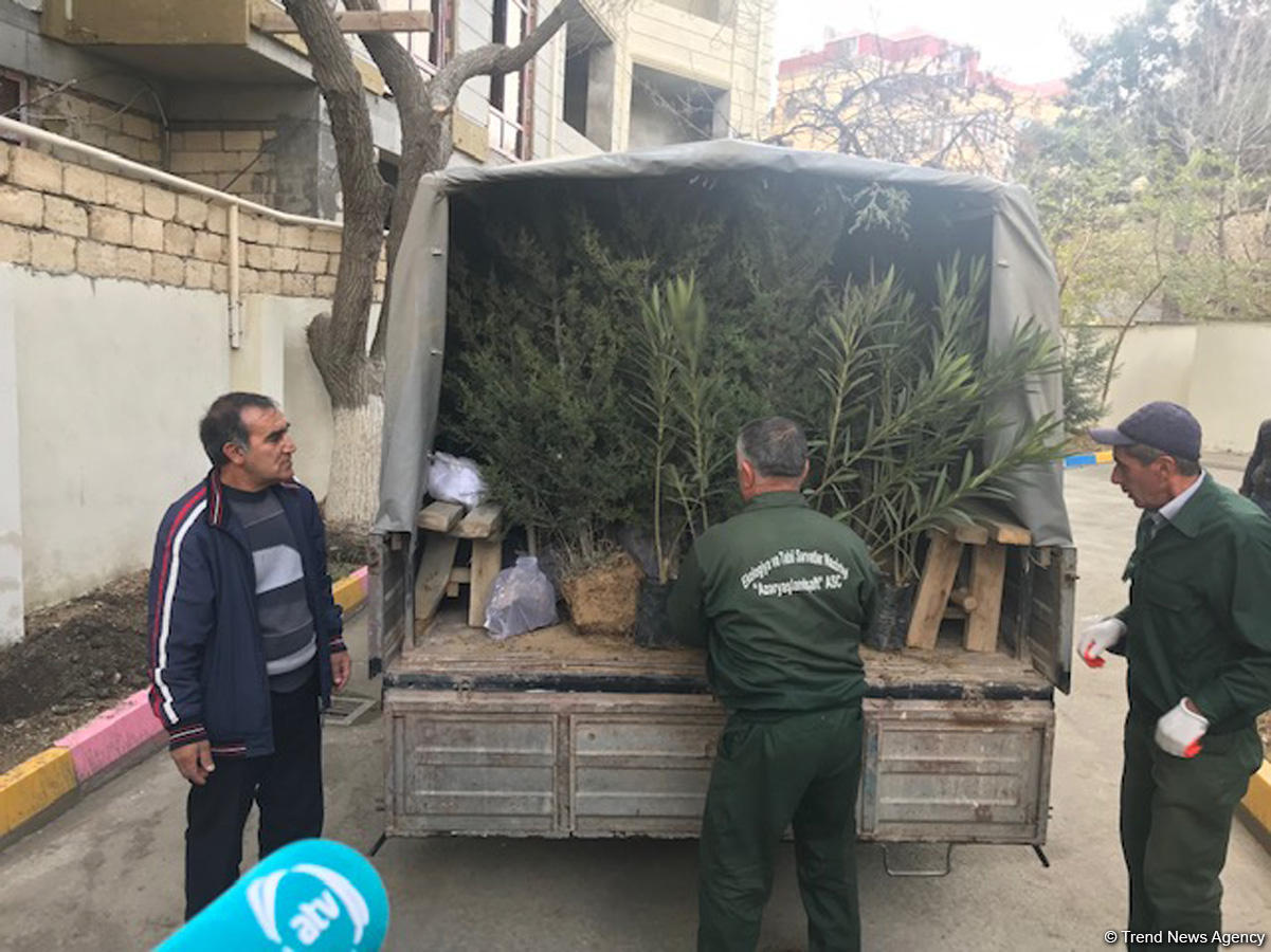 Воспитанники детсада и школьники посадили около 110 деревьев в Баку (ФОТО)