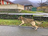 Золотая осень в Шеки – когда оказываешься в сказке (ФОТО)