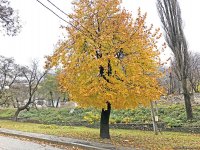Золотая осень в Шеки – когда оказываешься в сказке (ФОТО)