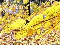 Золотая осень в Шеки – когда оказываешься в сказке (ФОТО)