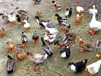 Золотая осень в Шеки – когда оказываешься в сказке (ФОТО)