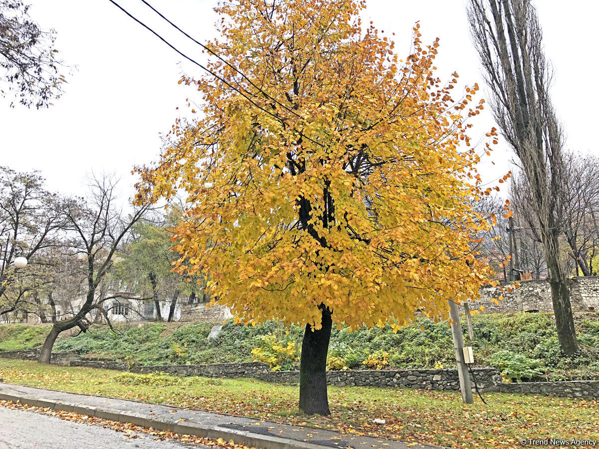 Золотая осень в Шеки – когда оказываешься в сказке (ФОТО)