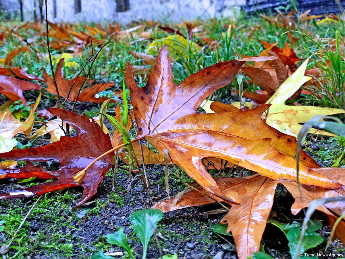 Золотая осень в Шеки – когда оказываешься в сказке (ФОТО)