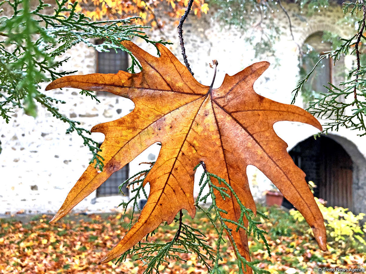 Золотая осень в Шеки – когда оказываешься в сказке (ФОТО)