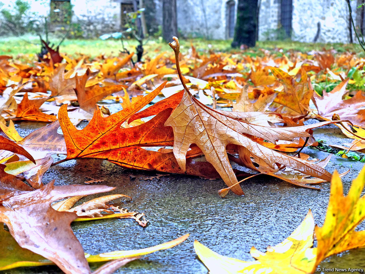 Золотая осень в Шеки – когда оказываешься в сказке (ФОТО)