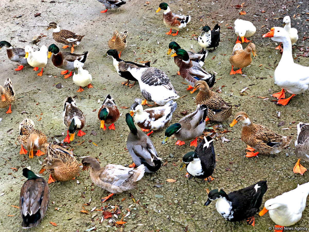 Золотая осень в Шеки – когда оказываешься в сказке (ФОТО)