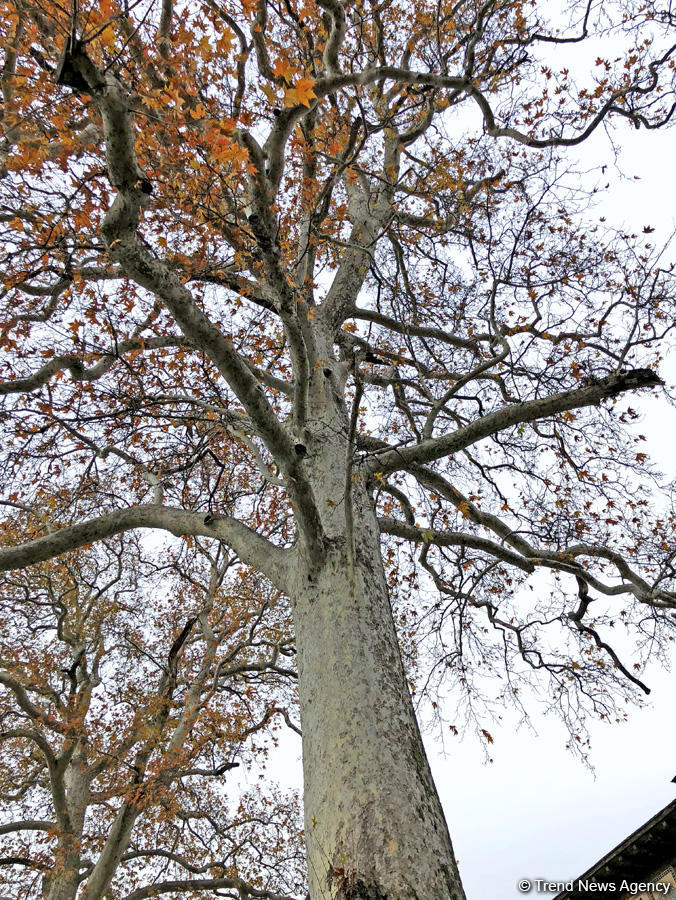 Золотая осень в Шеки – когда оказываешься в сказке (ФОТО)