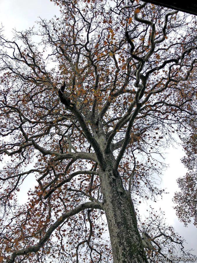 Золотая осень в Шеки – когда оказываешься в сказке (ФОТО)