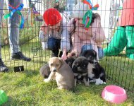 Фонд Гейдара Алиева организовал развлекательную программу для воспитанников детдомов (ФОТО)